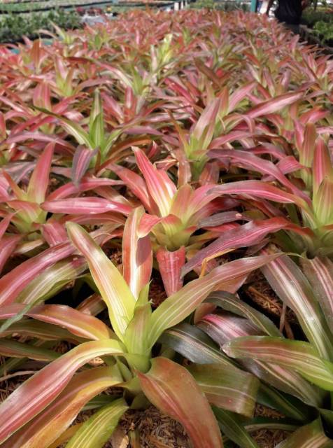 Tanaman Hias Bromelia Tricolour - BakulKembang