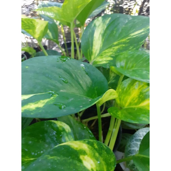 Sirih Gading Golden Pothos