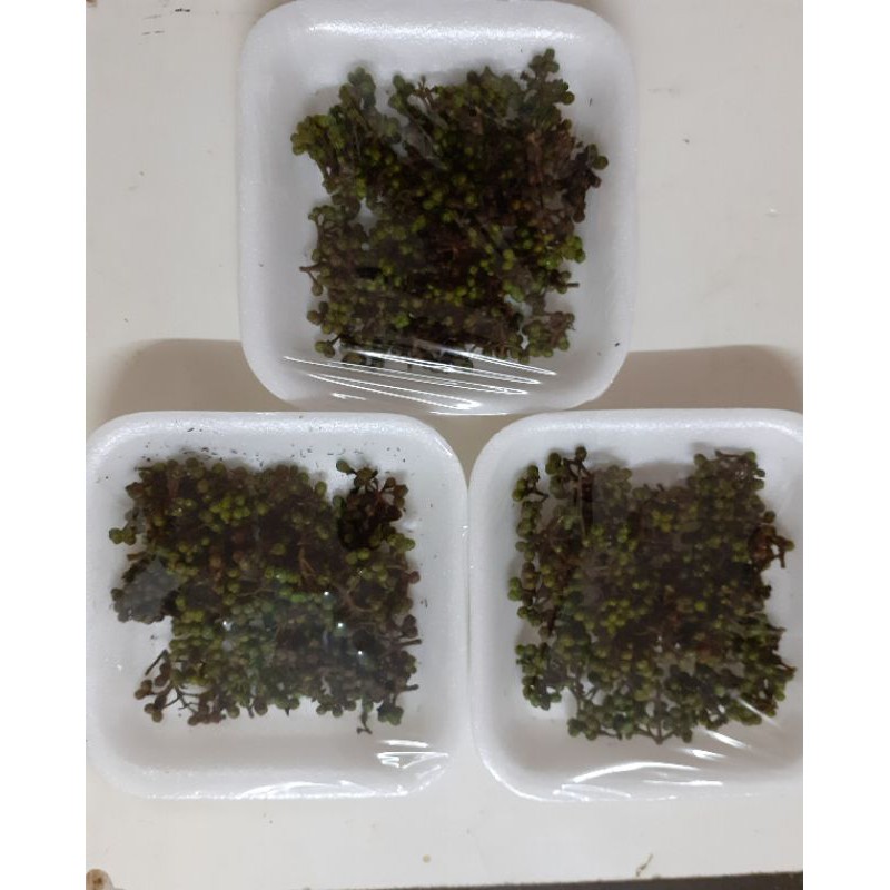 

ANDALIMAN SEGAR 100gr BUMBU KHAS MEDAN