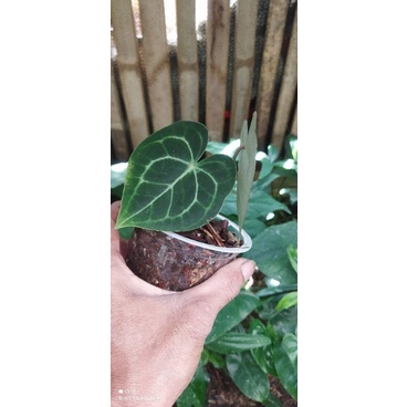 anthurium clarinervium manik merah