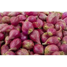 

Bawang merah bima