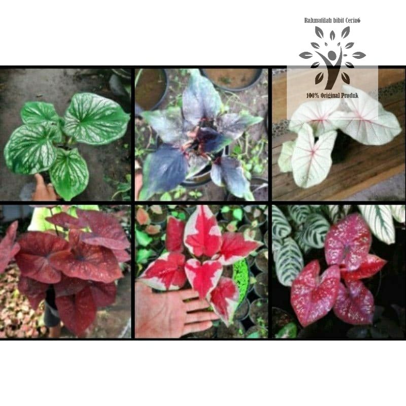 PAKET 6 BONGGOL KELADI WARNA THAILAND