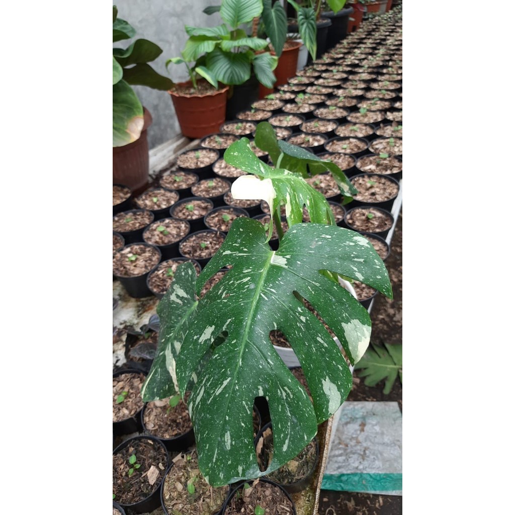 Tanaman Hias Monstera King Variegata / Monstera Deliciosa Thailand Var