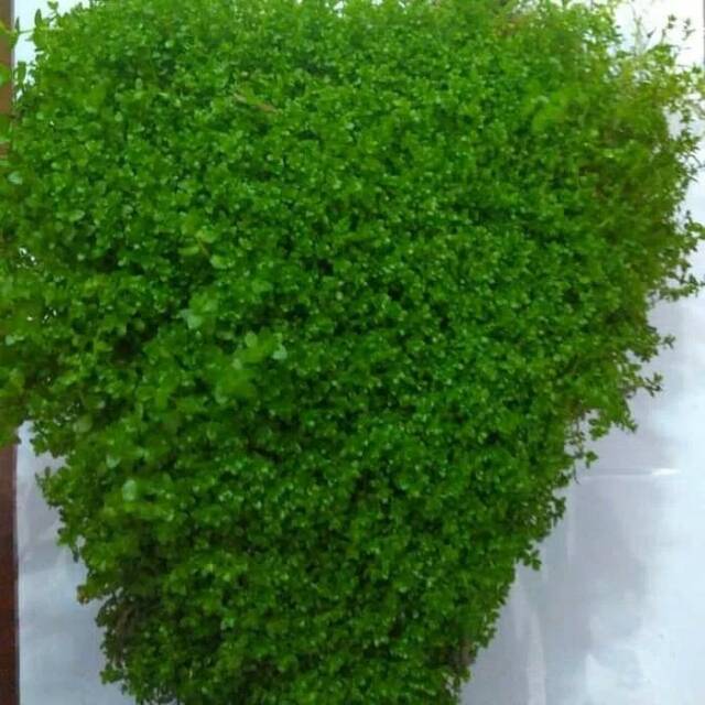 Cuba moss murah aquascape aquarium