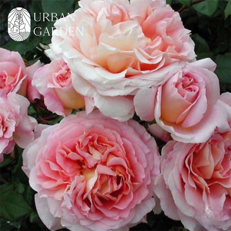 MAWAR IMPOR ABRAHAM DARBY