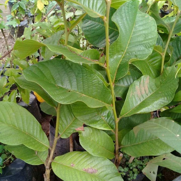 DISCOUNT BIBIT POHON BUAH SRIKAYA DURIAN SANCOYA LANGKA 1