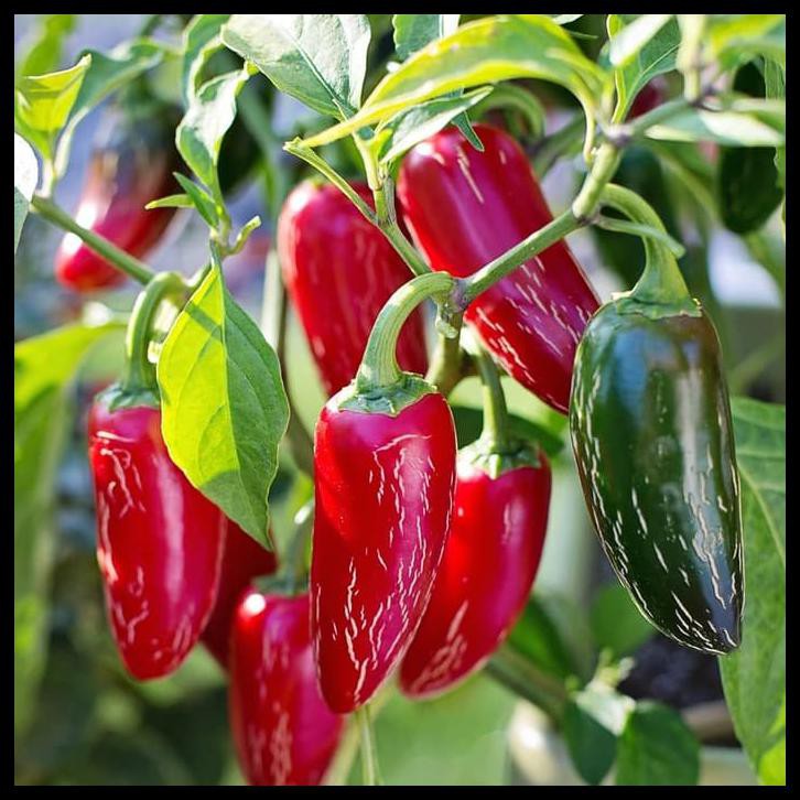 Jual Benih Bibit Biji Cabai Red Jalapeno Chili Pepper Seeds Shopee Indonesia