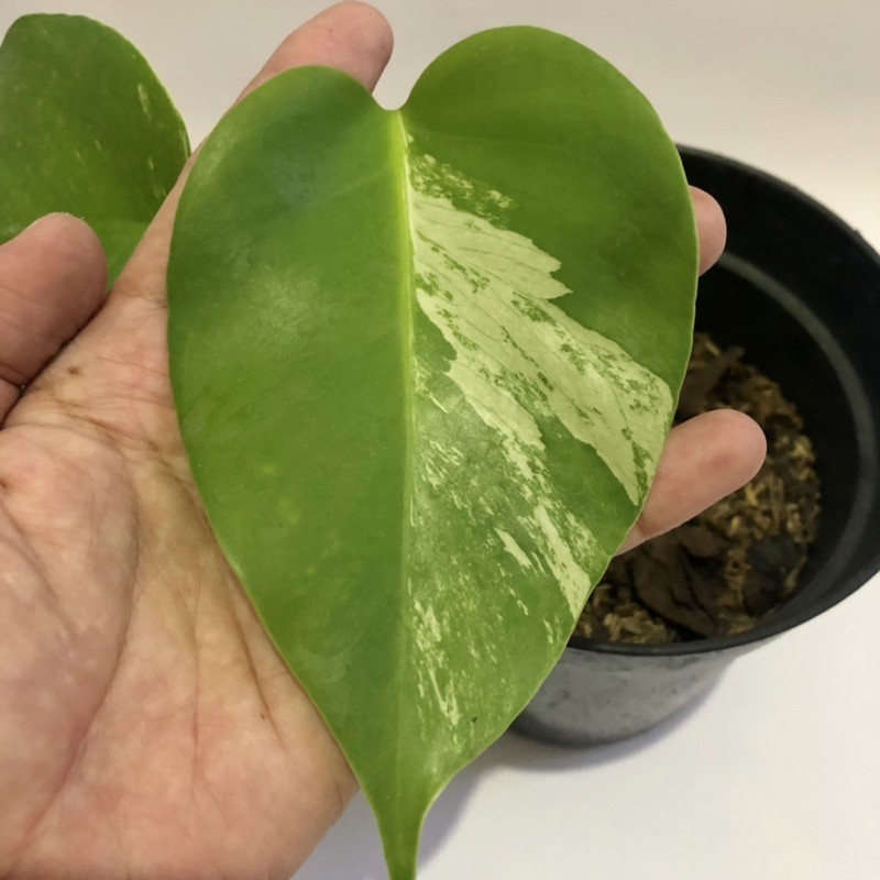 Monstera Borsigiana Variegata