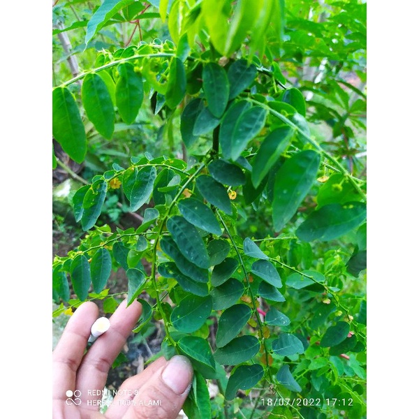 

daun katuk fresh dipetik ketika ada pesanan per (100 GRAM)