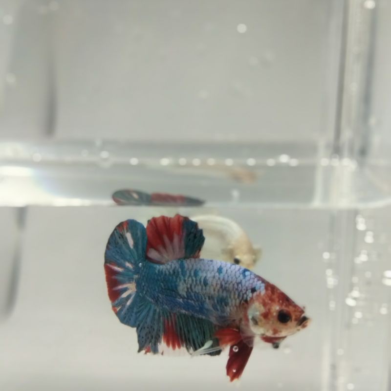 IKAN CUPANG PLAKAT MULTICOLOR