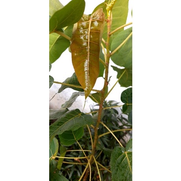 Pohon Bodhi Pucuk Merah