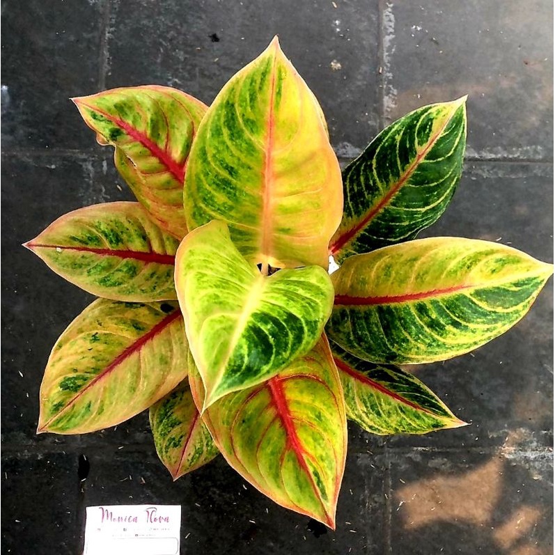 HOT SALE  Aglonema Big Mama Remaja Rosert | Bunga Aglonema Big Mama Remaja Termurah