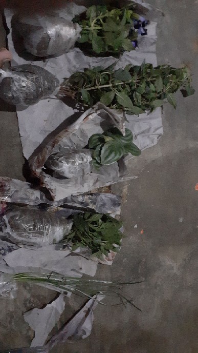 Tanaman Peperomia Semangka