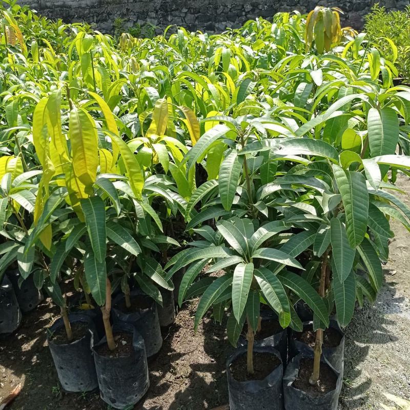 Bibit Mangga Manalagi Super Manis