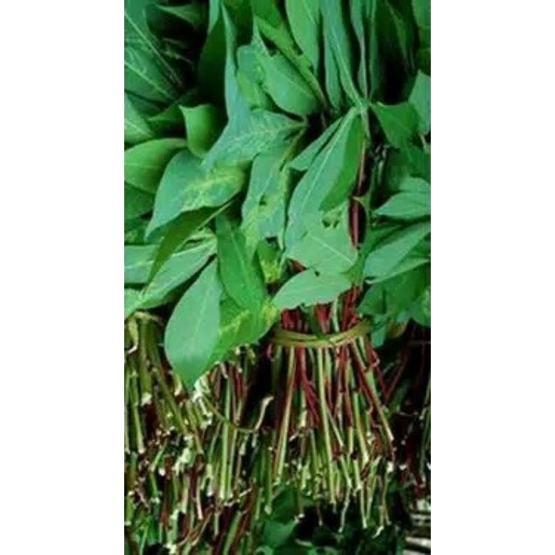 

Daun singkong perikat