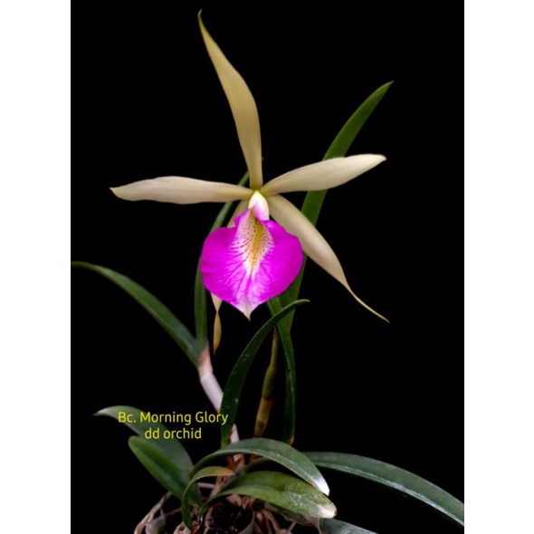 Anggrek Orchid Seedling Cattleya Morning Glory