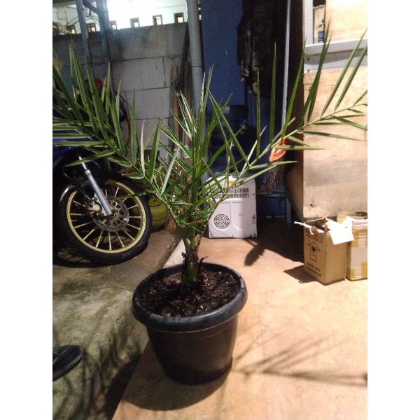 pohon kurma ajwa bibit