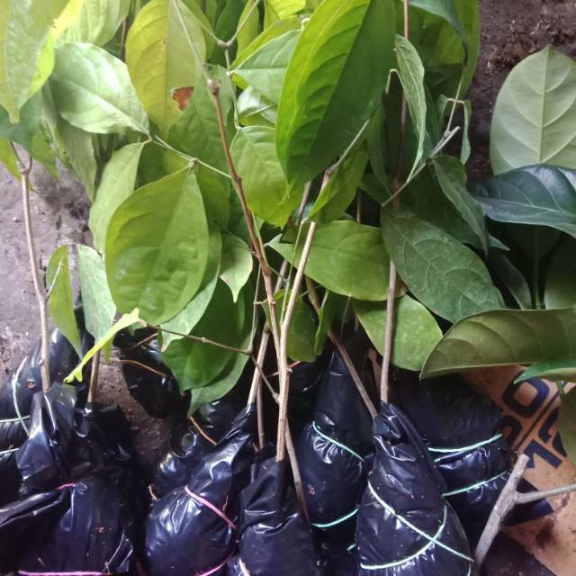 

Bibit jengkol super
