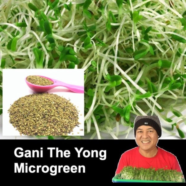 Dijual Alfalfa SproutMicrogreen seed 100g Berkualitas