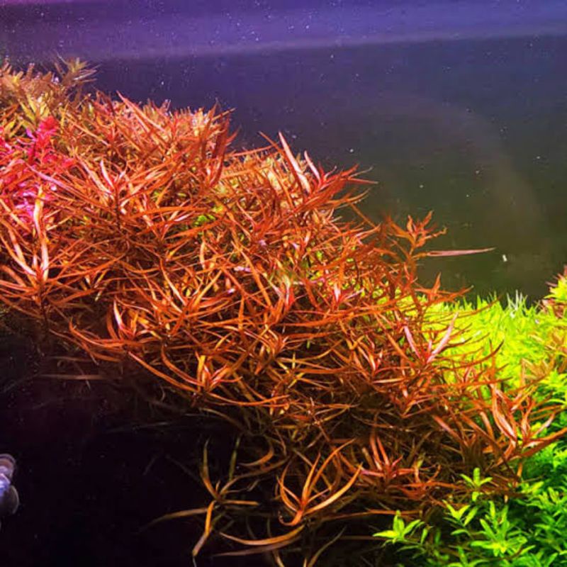 Ludwigia Brevipes 10 batang tanaman aquascape tanaman air aquarium akuarium