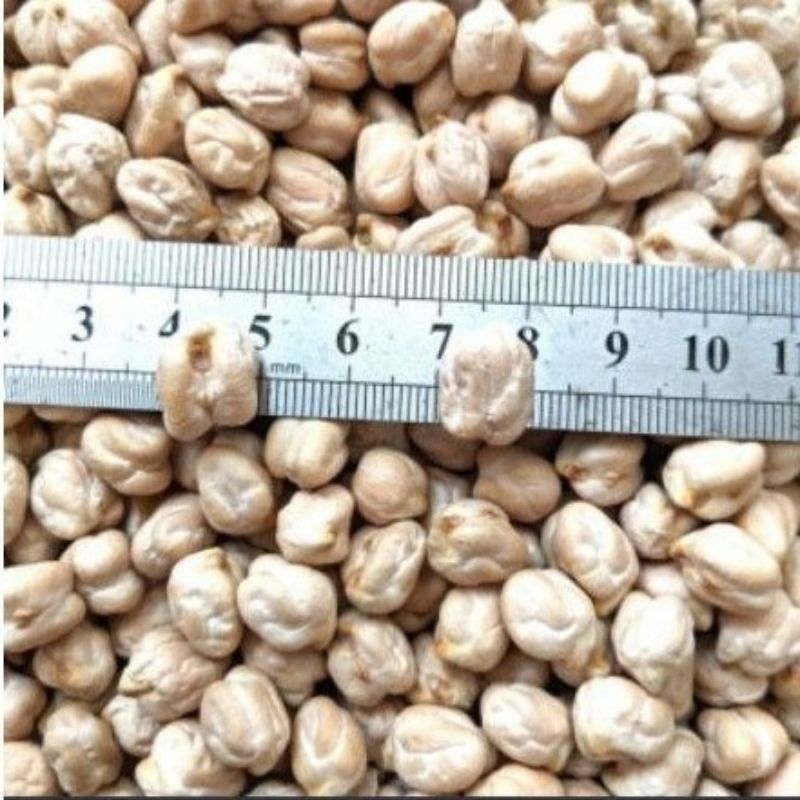

kacang humus / kacang Arab mentah 1kg / kacang chickpeas