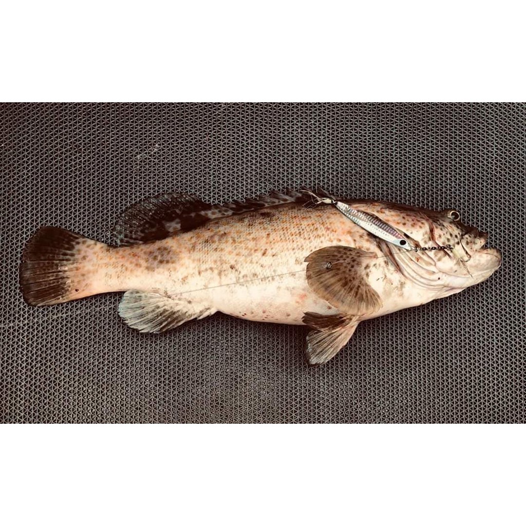UMPAN PANCING metal jig FIRELOCK FAIRLADY Z LIMITED 60 GRAM