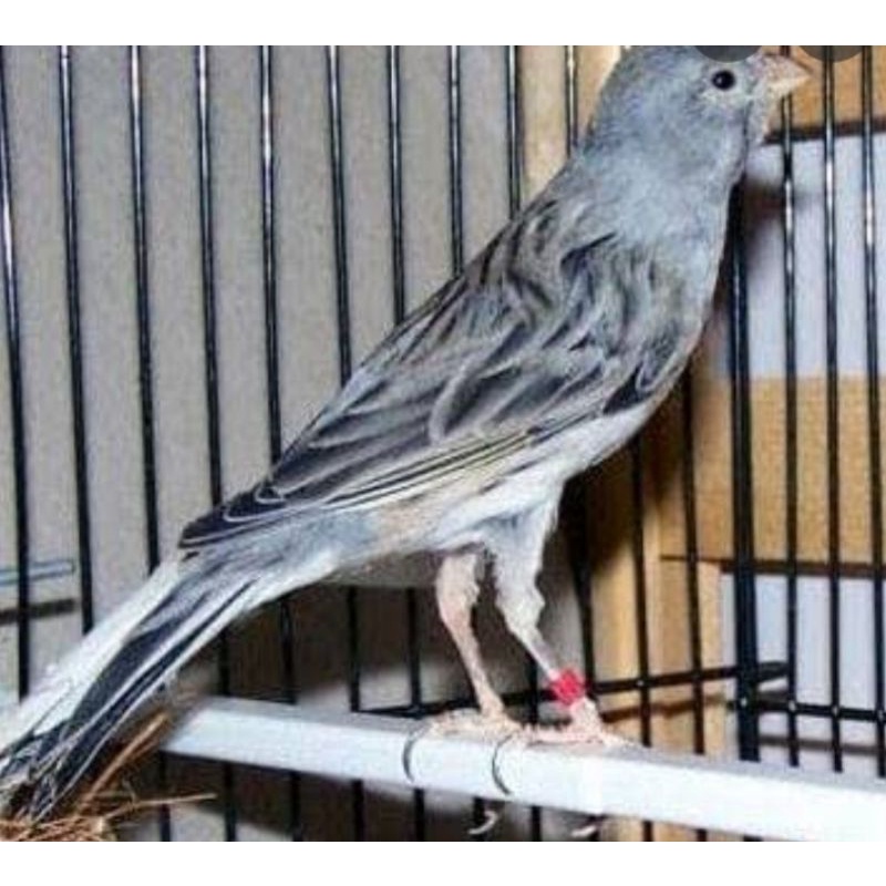 kenari loper starblue bahan bodybig