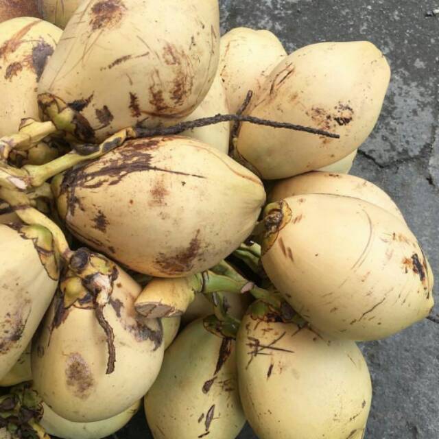 

Kelapa Kuning