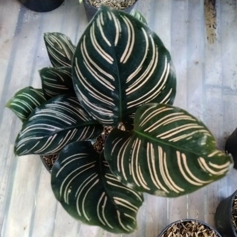 calathea batik ornata