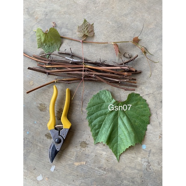 Cutting Fresh Kober 5BB Rootstock Tanaman Anggur Import Valid