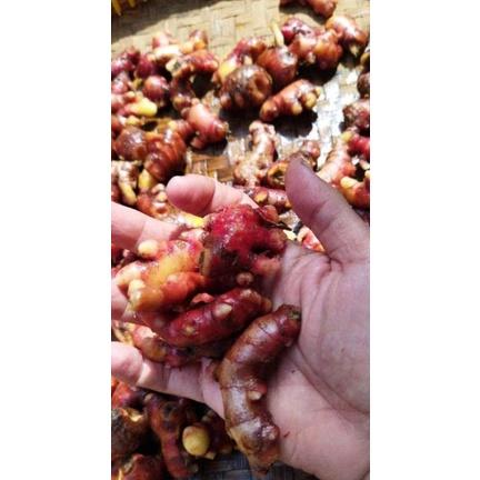 PREMIUM JAHE MERAH SUPER /JAHE MERAH BERSIH TANPA TANAH 1kg / RIMPANG LOKAL / JAHE MERAH SEGAR 1kg