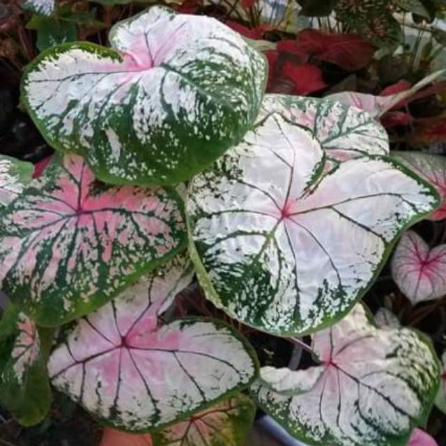Benih caladium Hybrid Thailand daun ganda