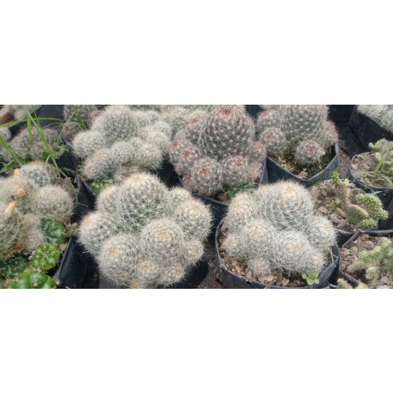 kaktus cabe besar rimbun/kaktus murah pasaman/kaktus ownroot