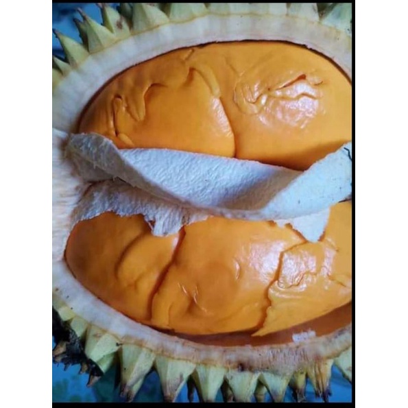 buah lai kalimantan buah lay kalimantan