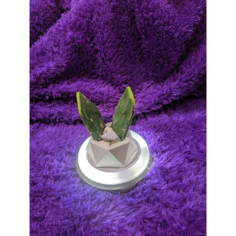 (promo) pot sekulen, sukulen. semen, pot mini Semen putih,lucu, unik,