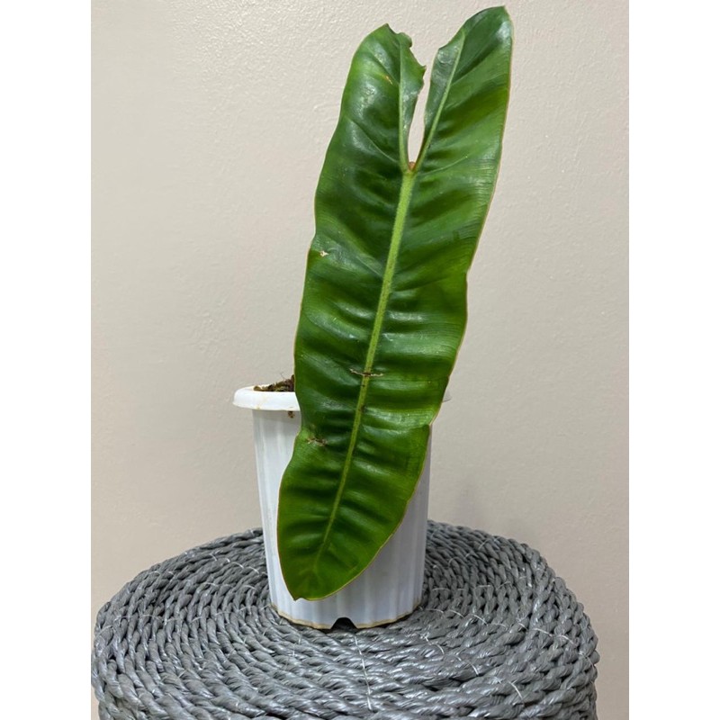 Philodendron billitiae original