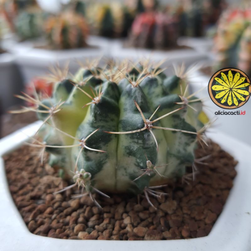 Kaktus gymnocalycium marble