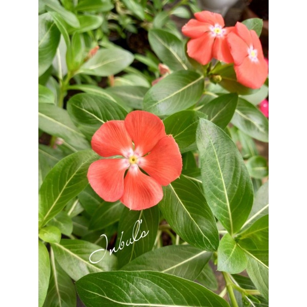 Plant Vinca Orange Mandarin / Tanaman Hidup Vinca Orange Mandarin