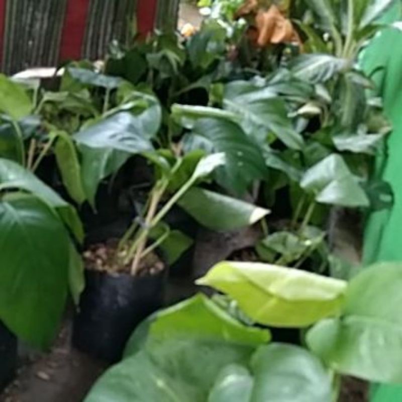 tanaman hias monstera ekor naga