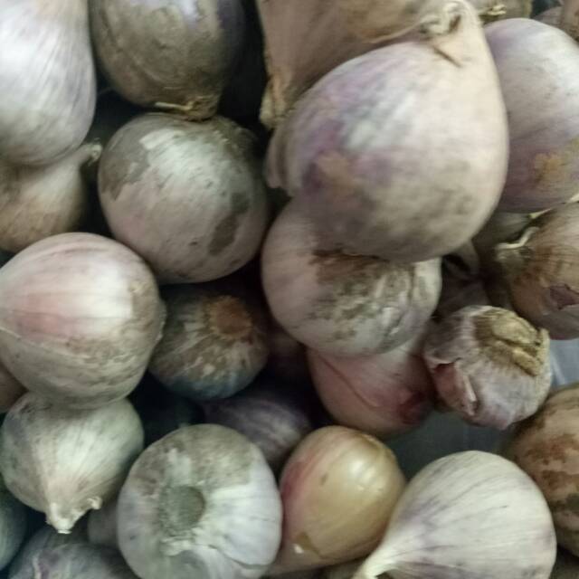 

Bawang Putih Tunggal / Bawang Lanang