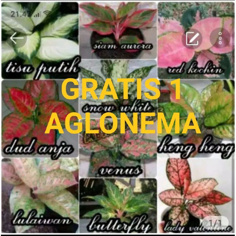paket 10 jenis aglonema berkualitas