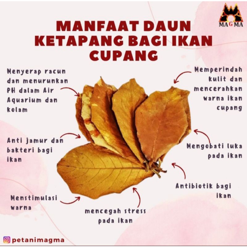 

DAUN KETAPANG