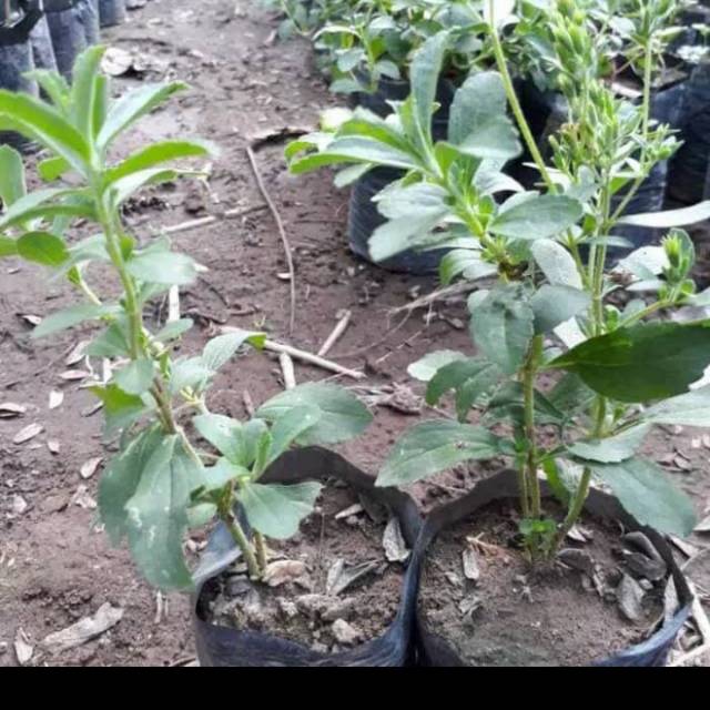 Bibit Daun Stevia Manis