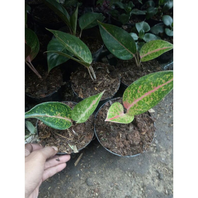 PROMO // Tanaman hias aglonema big mama mama-Tanaman hias-Aglonema big mama-Big mama-PROMO big mama