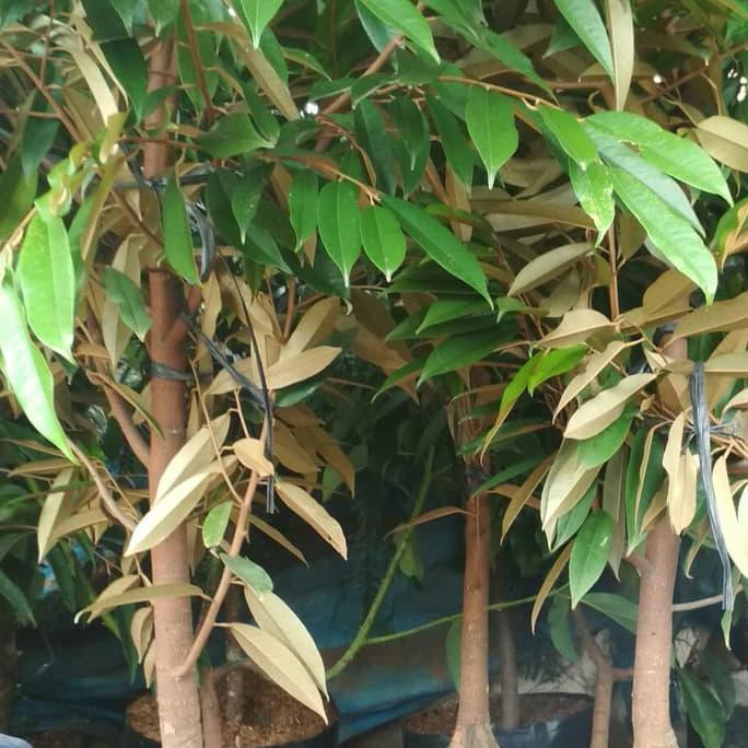 BIBIT POHON DURIAN MUSANG KING UMUR 3 TAHUN TINGGI 1.5 METER H3RO