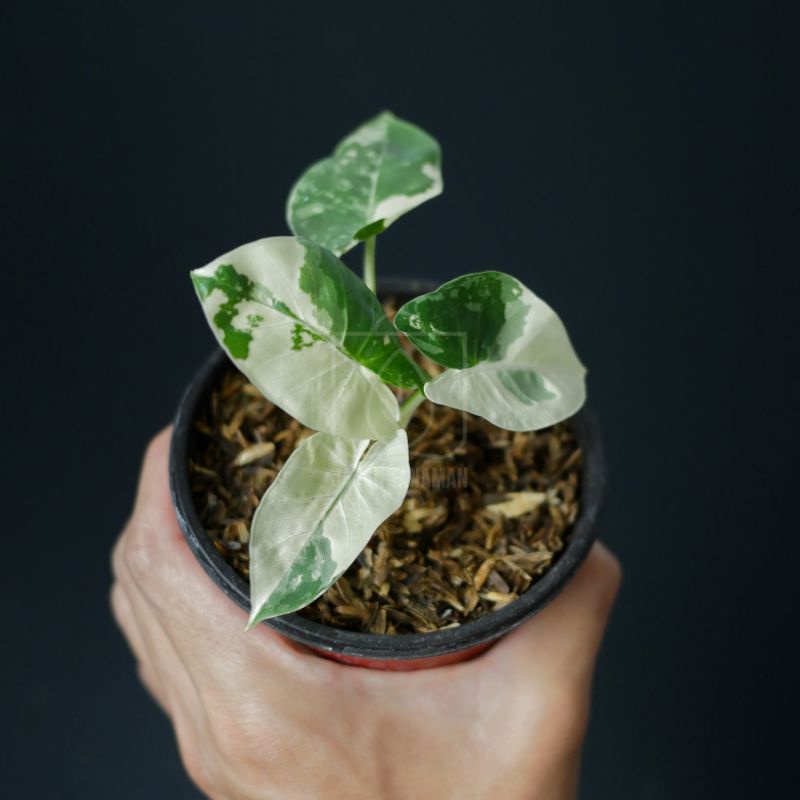 Alocasia Macroriza varigata / senthe variegata MURAH