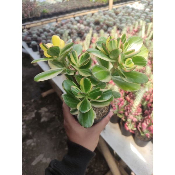 crassula ovata jade plant variegata