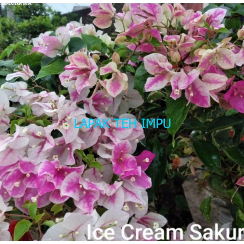 tanaman hias Bougenville Bunga ice cream sakura / pohon Bougenvile