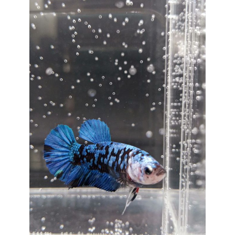 avatar gordon