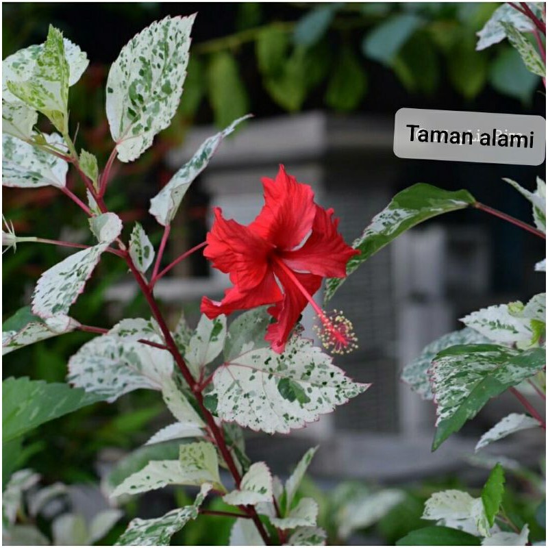 tanaman hias bunga sepatu varigata - kembang sepatu varigata